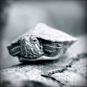 Turtle Tot