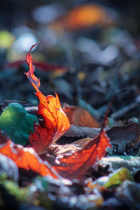 Autumn Leaves "The Dance"