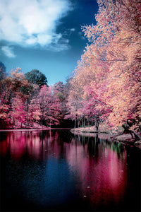 Pink Autumn Trees