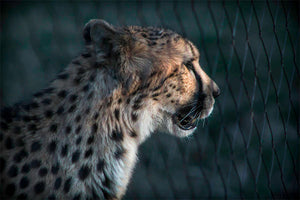 Zoo Photography, Nia the Cheetah